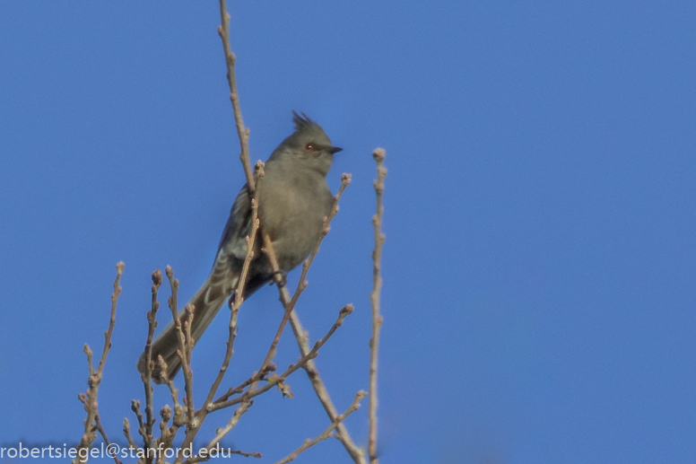 silky-flycatcher